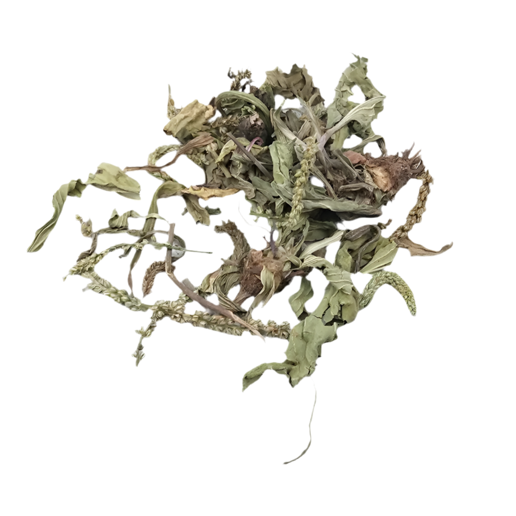 车前草（ Che Qian Cao ）Plantain Herb